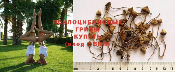 apvp Алзамай